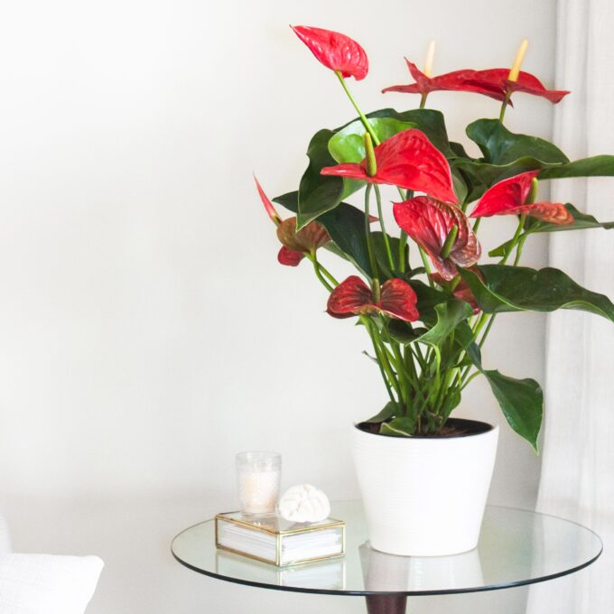 Red Anthurium Plant
